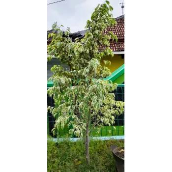 Ficus Benjamina Plant